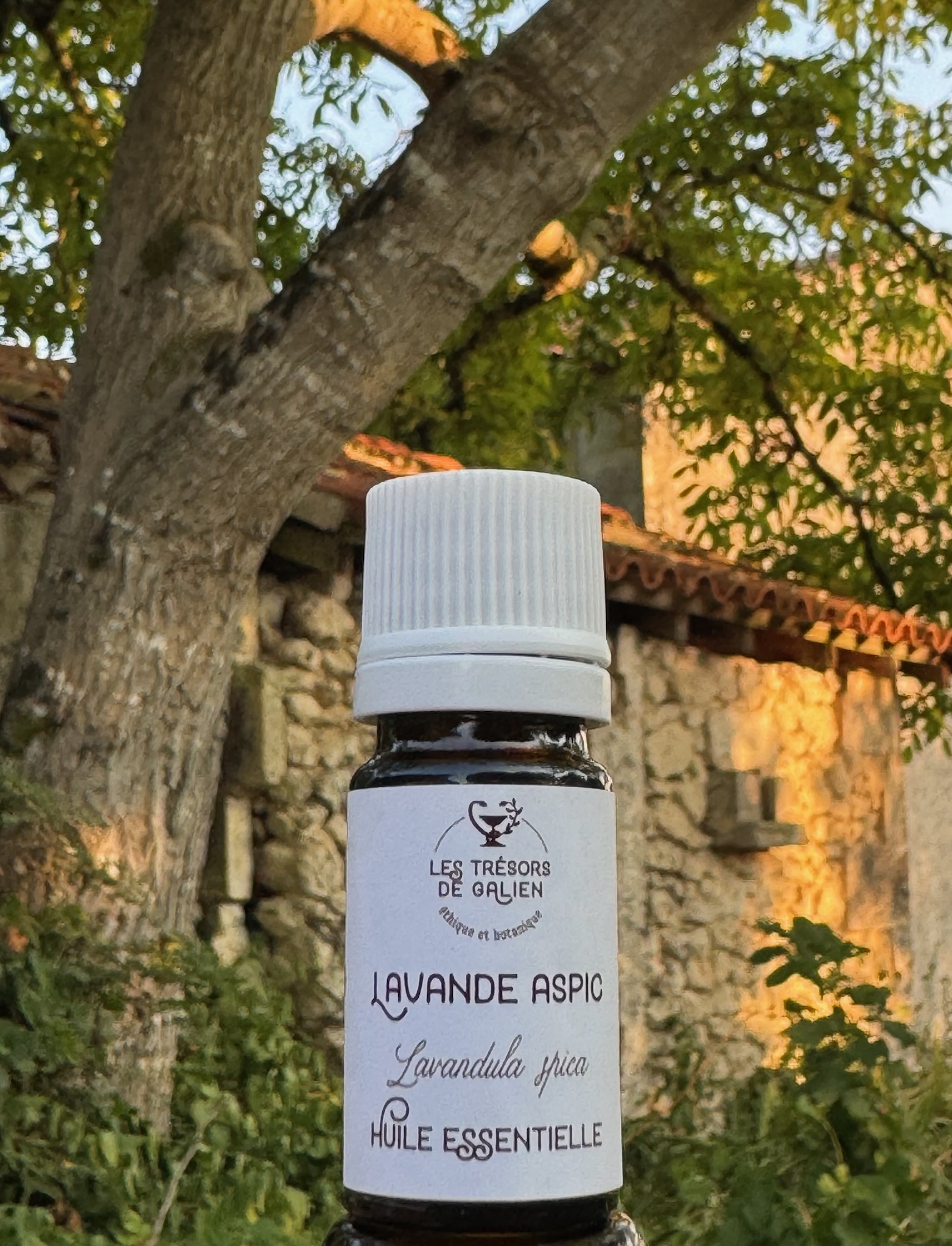 Huile essentielle de Lavande aspic.