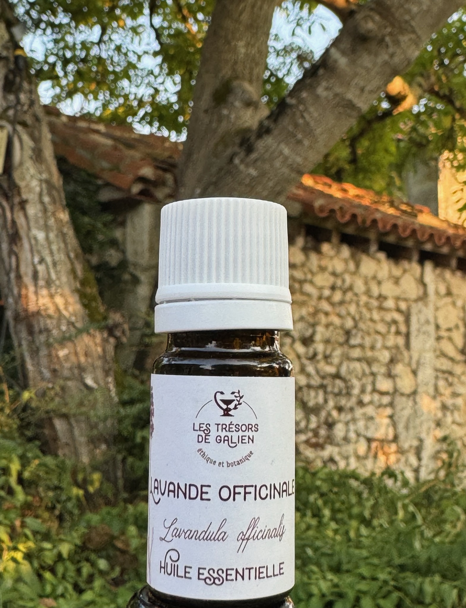 Huile essentielle de Lavande officinale.